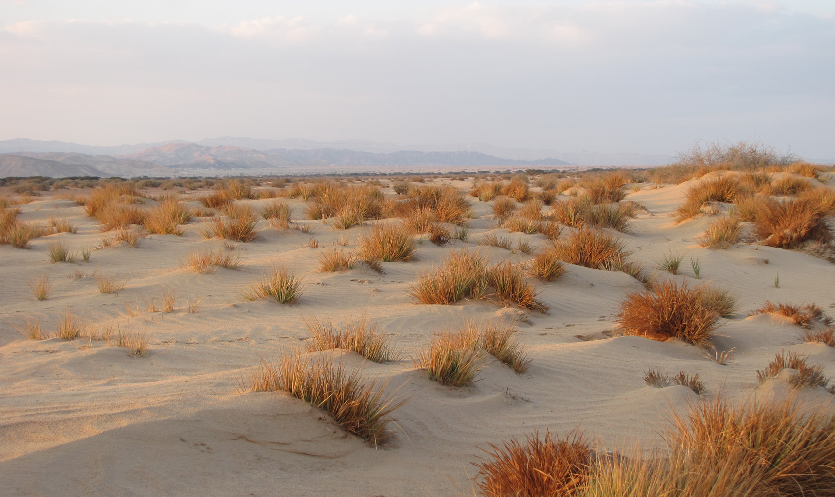 Солончак Эврона, image of landscape/habitat.