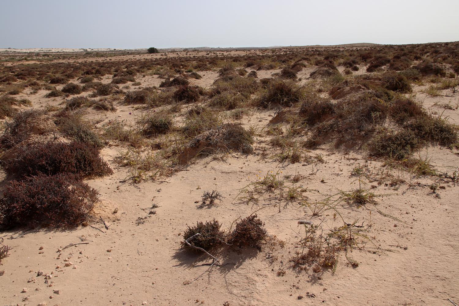 Побережье у Эль-Дабаа, image of landscape/habitat.