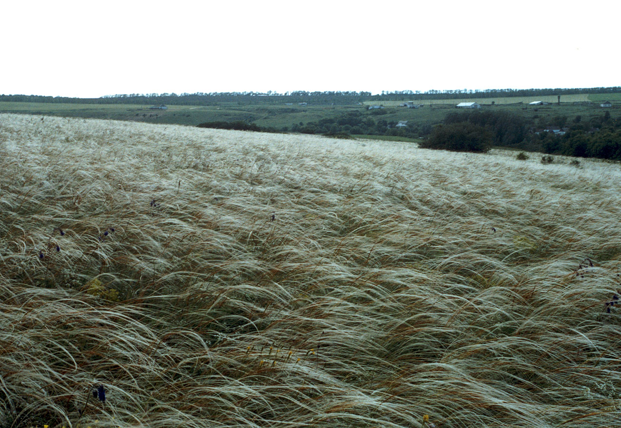 Хомутовская степь, image of landscape/habitat.