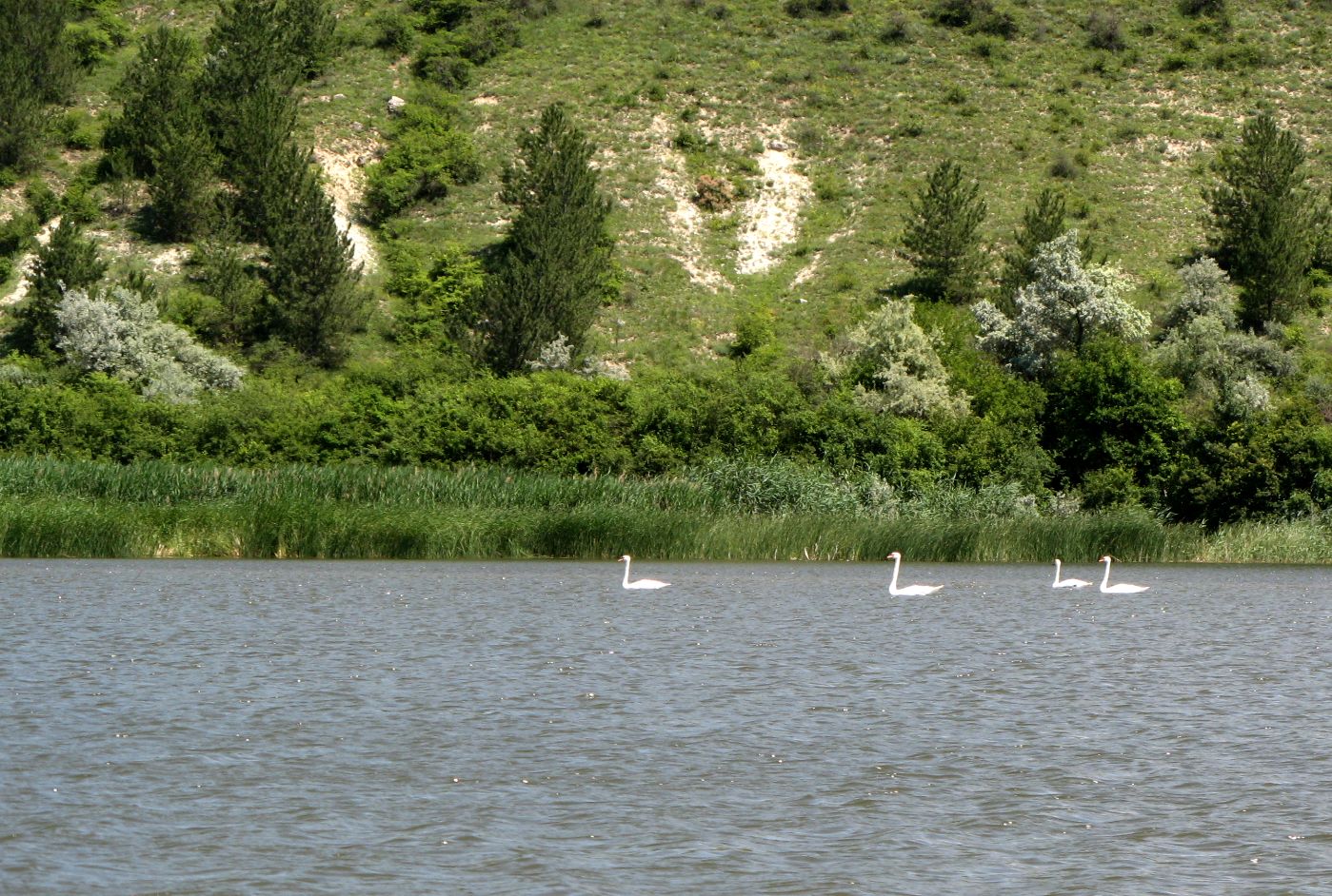 Ягорлык, image of landscape/habitat.