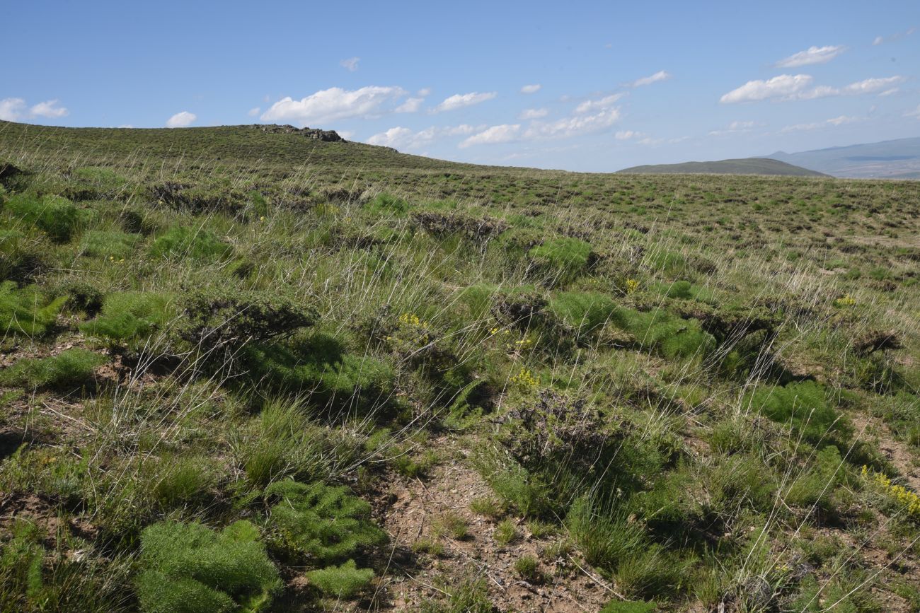Сырт Магара, image of landscape/habitat.