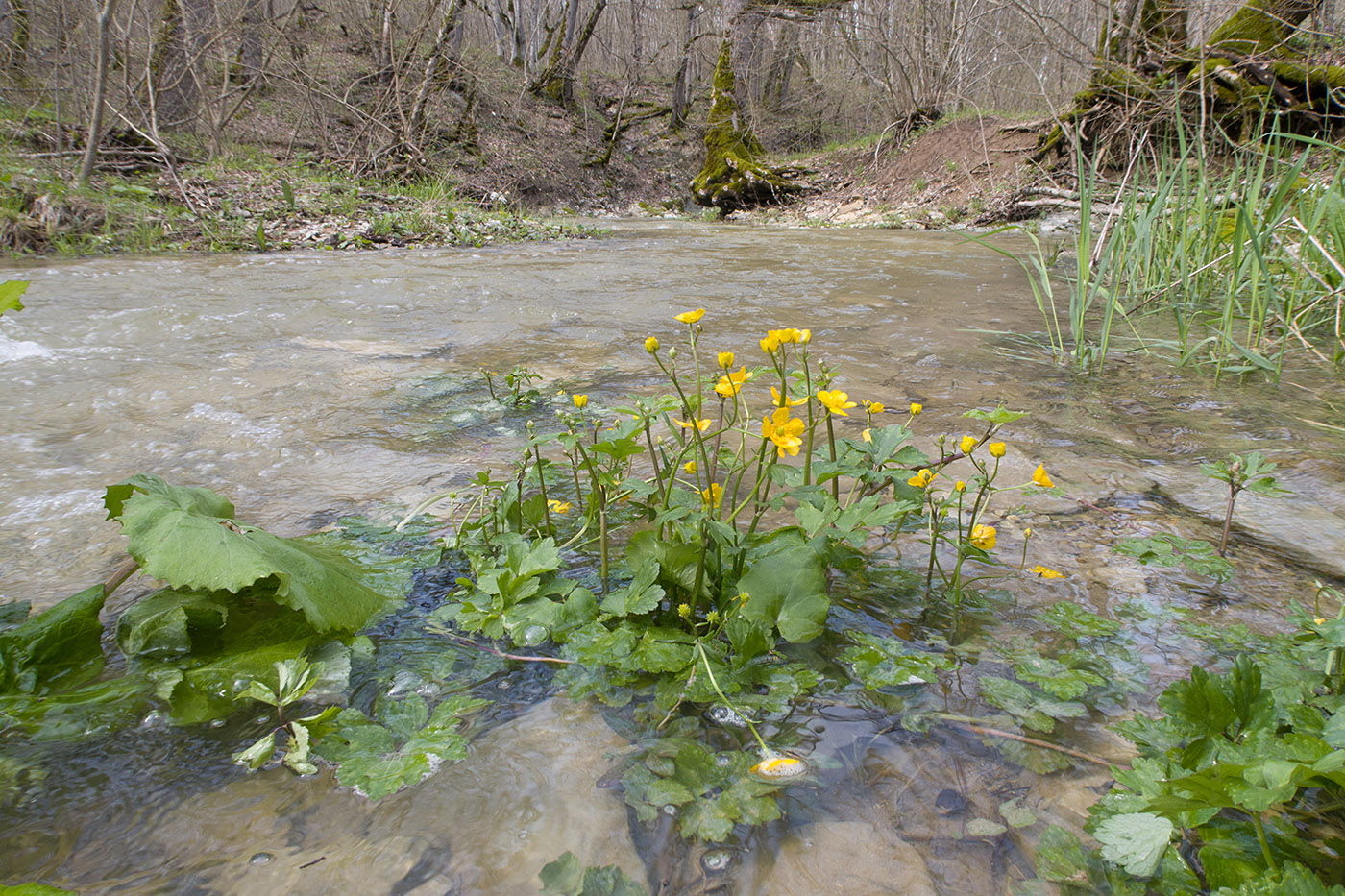 Темрючки, image of landscape/habitat.