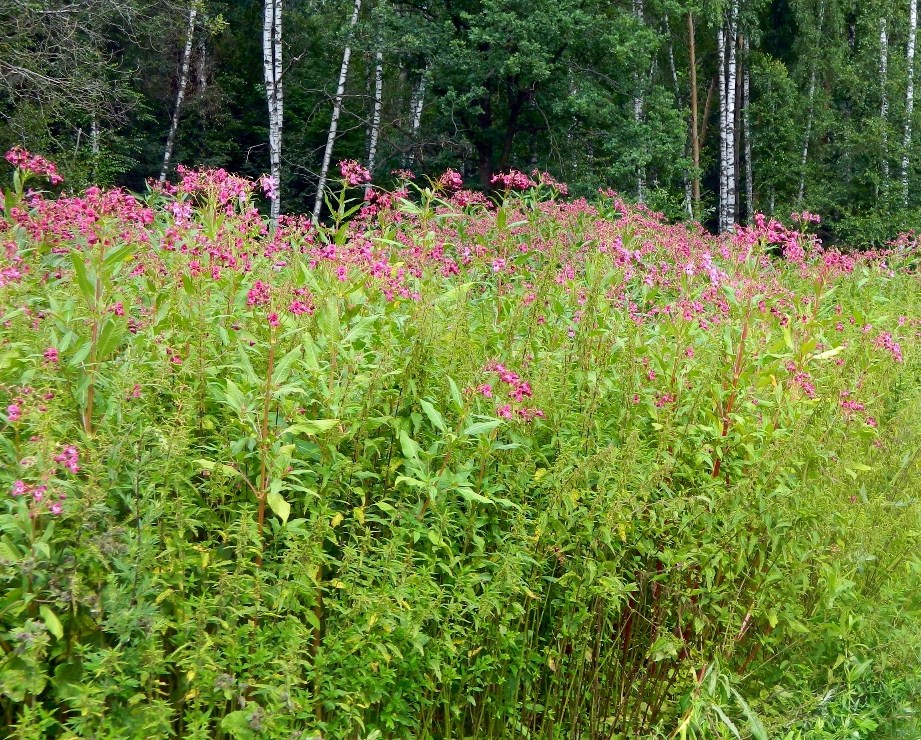 Окрестности города Одинцово, image of landscape/habitat.