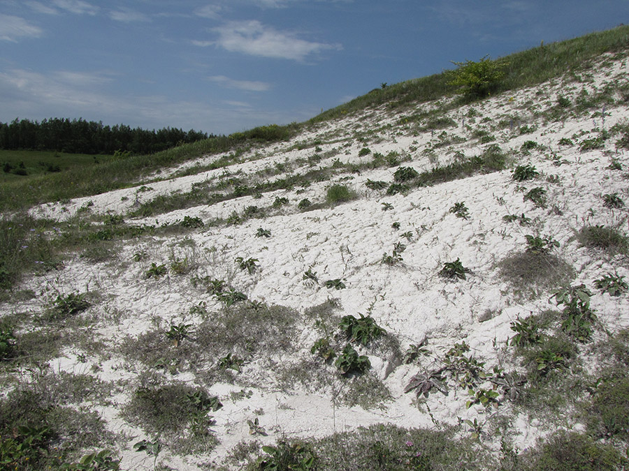 Дубенский лог, image of landscape/habitat.