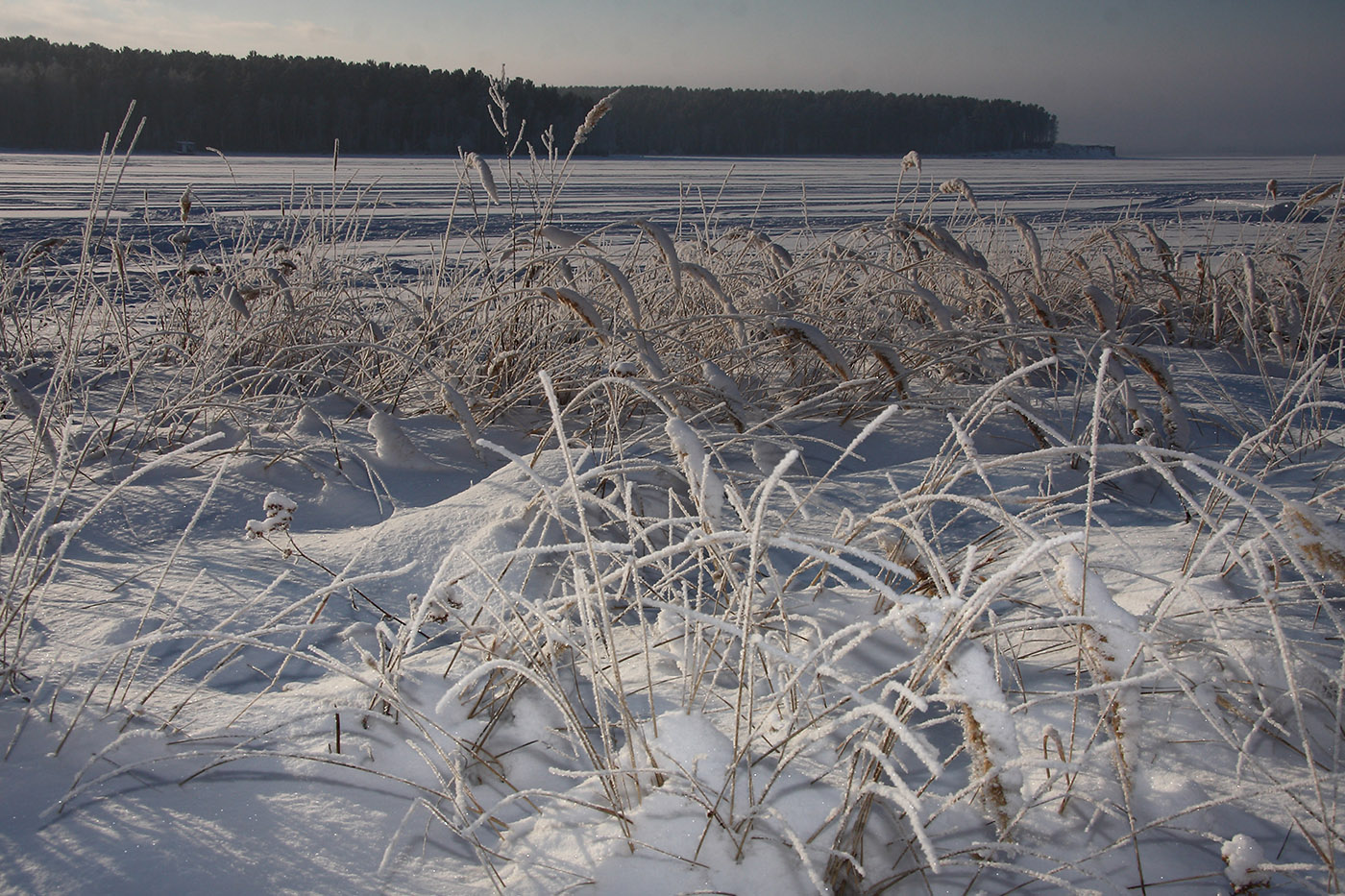 Политехник, image of landscape/habitat.