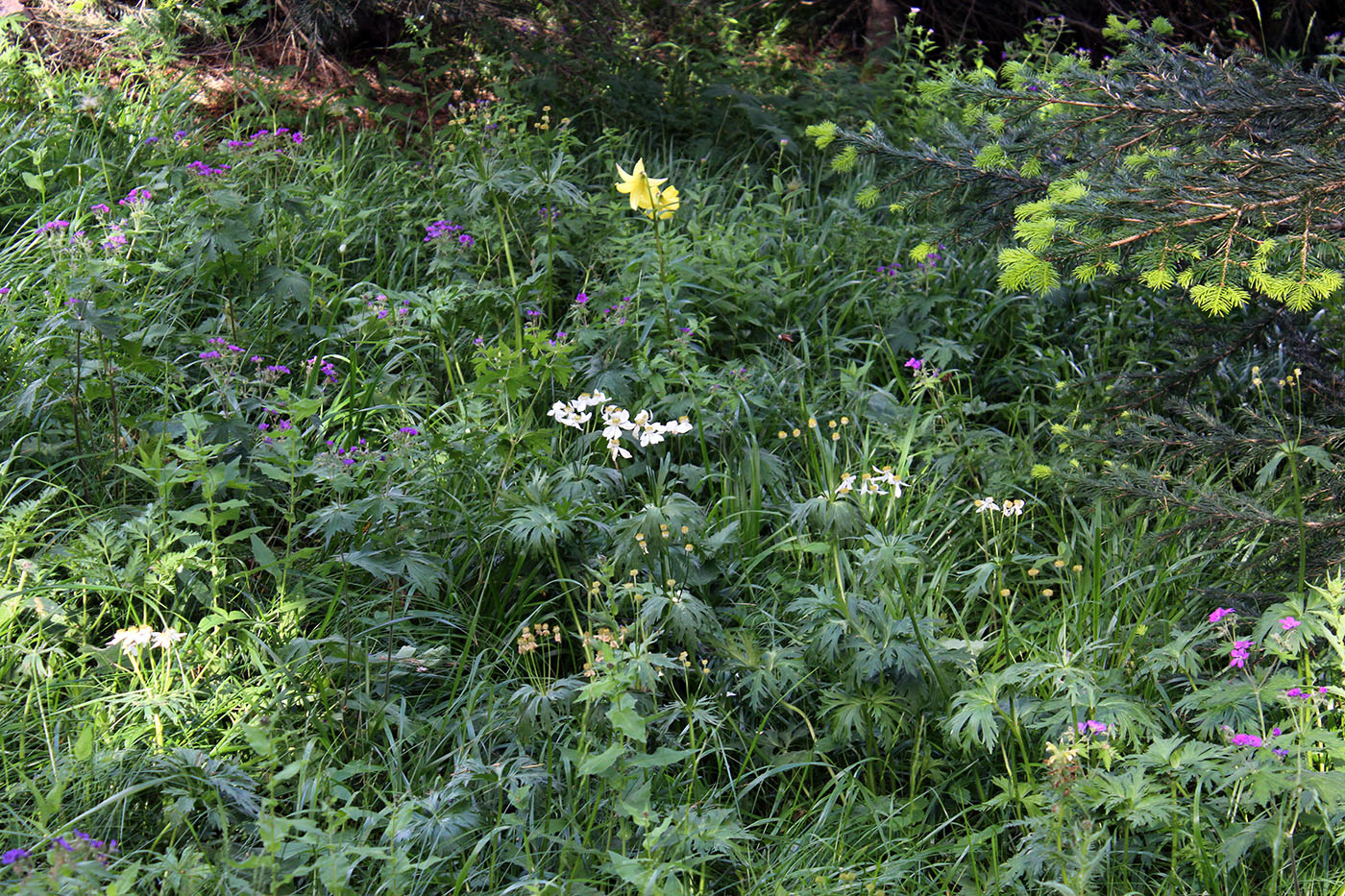 Малая Хатипара, image of landscape/habitat.