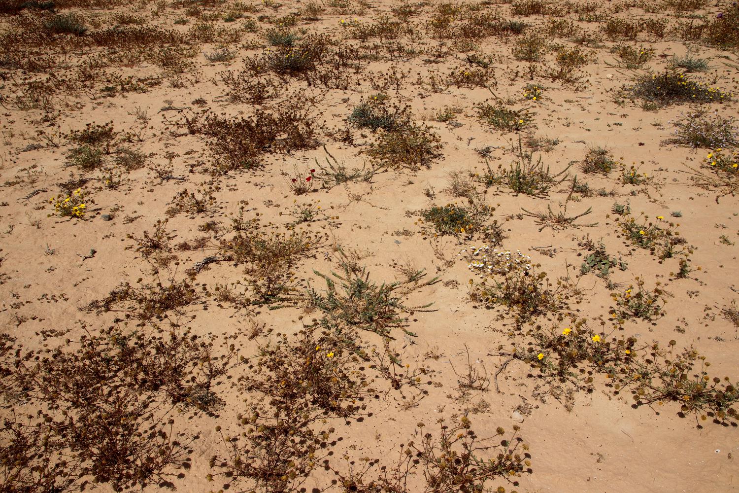 Побережье у Эль-Дабаа, image of landscape/habitat.