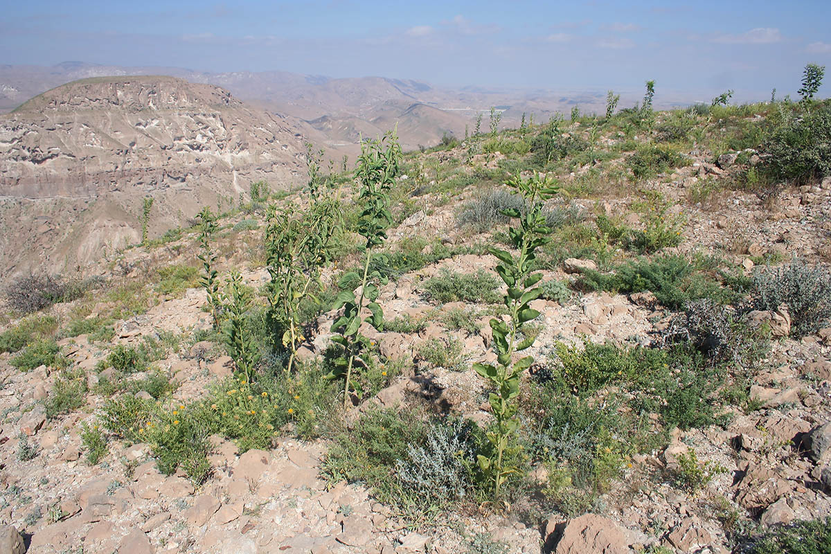 Вади Аль-Асид, image of landscape/habitat.