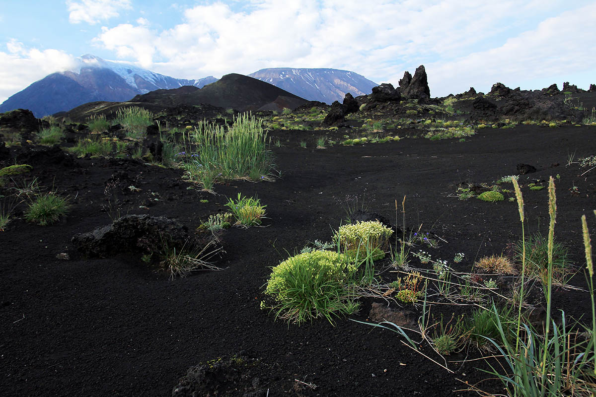 Вулкан Толбачик, image of landscape/habitat.