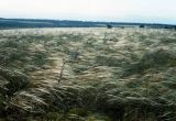 Хомутовская степь, image of landscape/habitat.