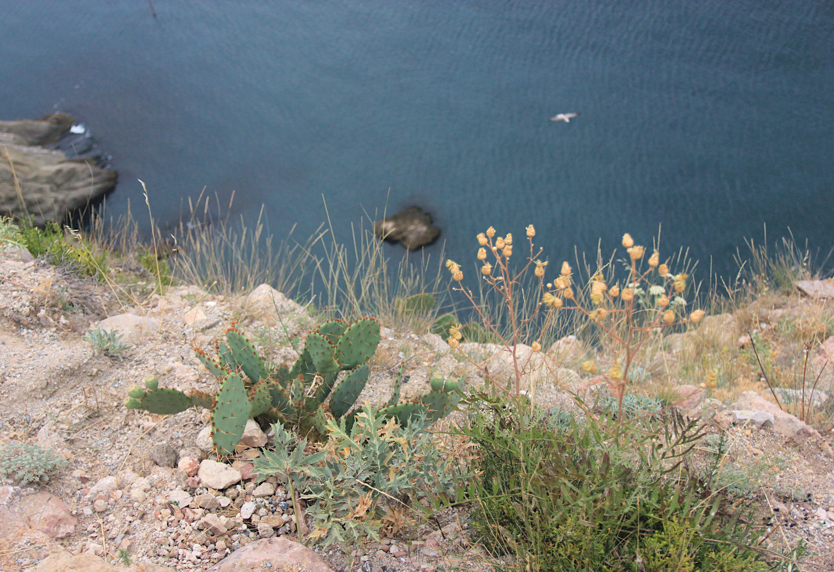 Балаклавские высоты, image of landscape/habitat.