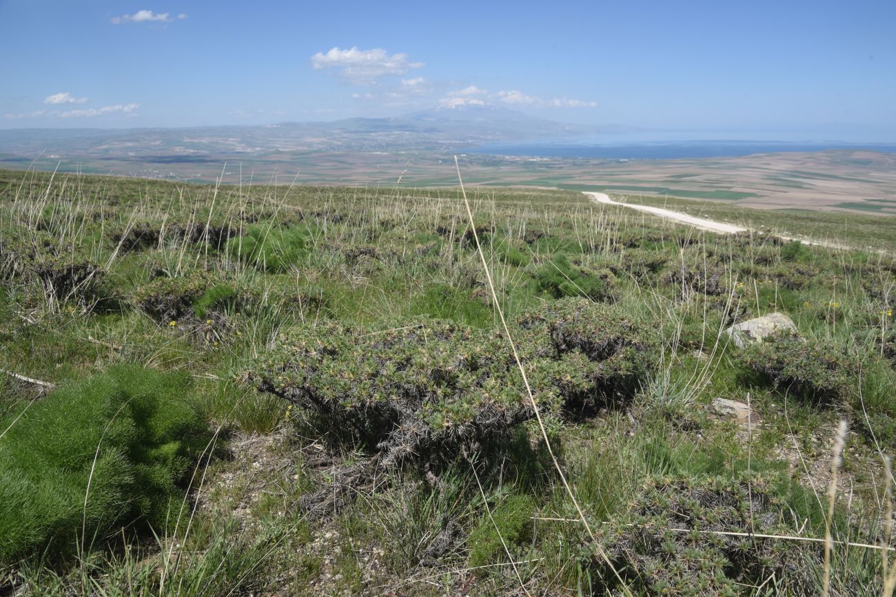 Сырт Магара, image of landscape/habitat.