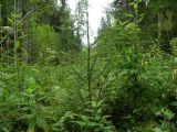 Центрально-Лесной заповедник, север, image of landscape/habitat.