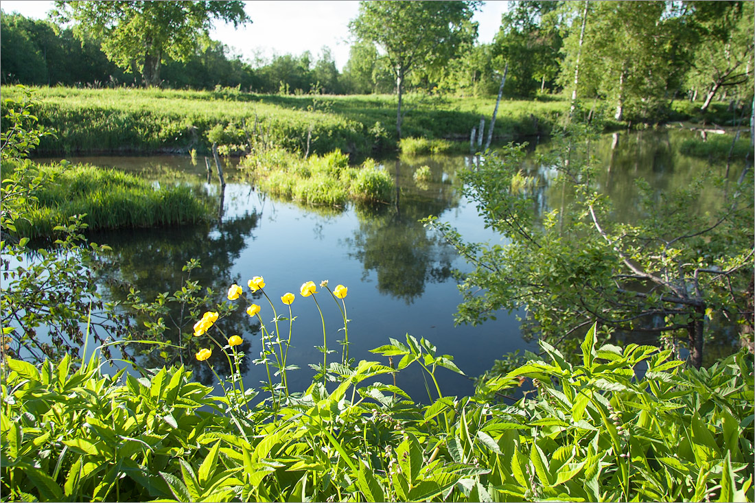 Истоки Шингарки, image of landscape/habitat.