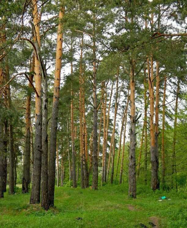 Окрестности города Одинцово, image of landscape/habitat.