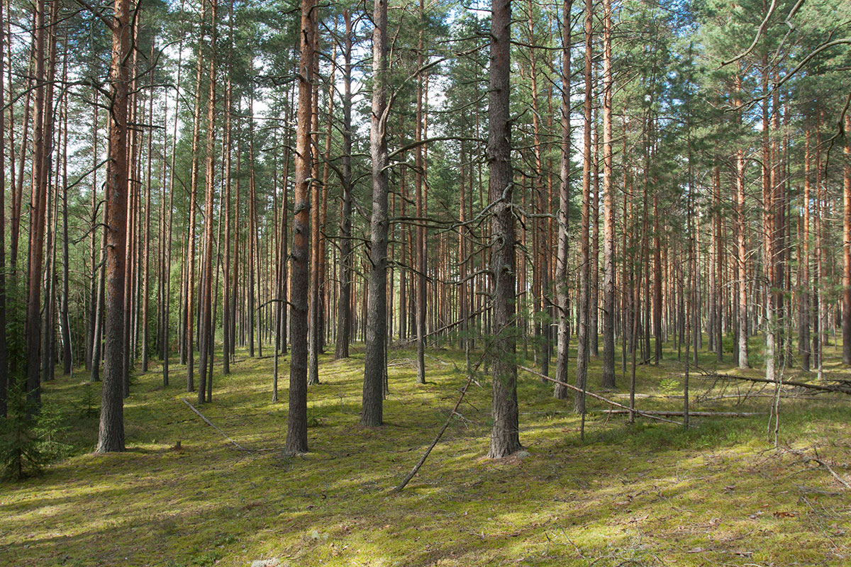 136 км, image of landscape/habitat.
