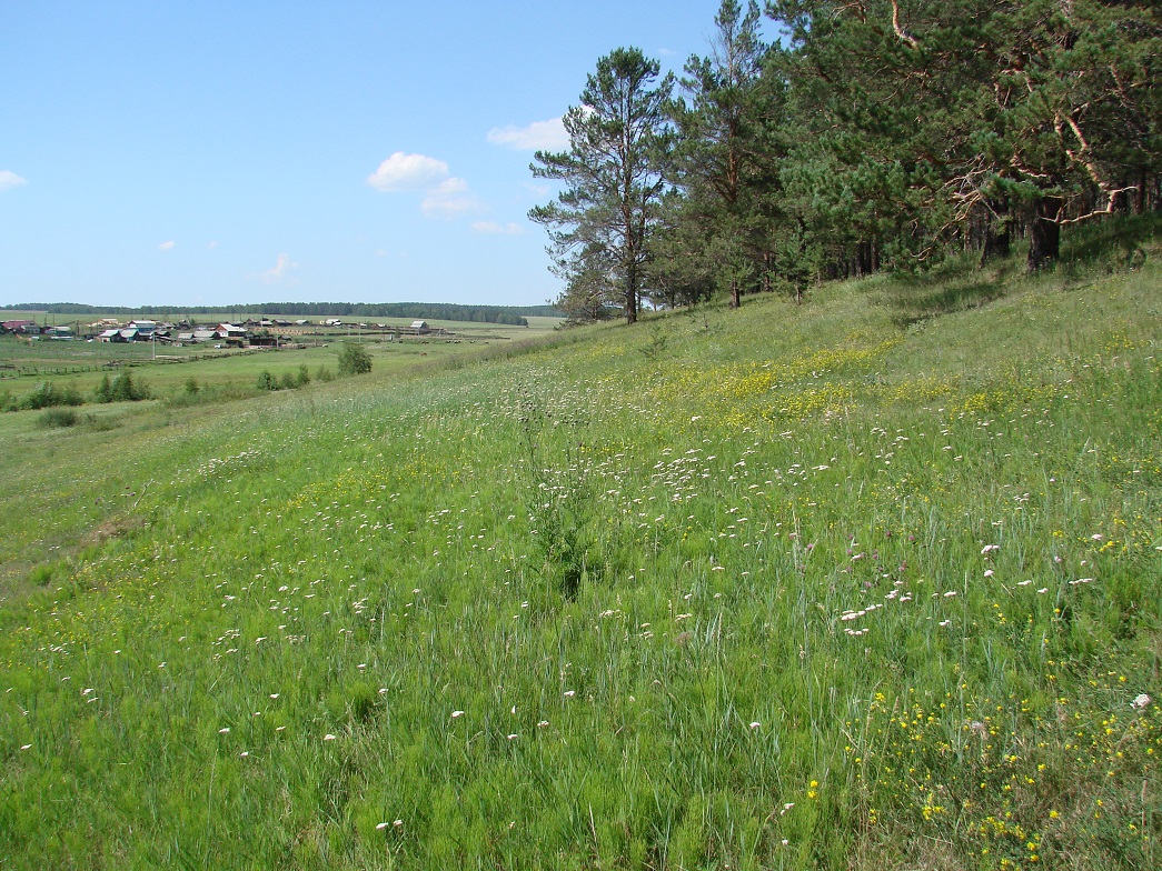 Ширяева, image of landscape/habitat.