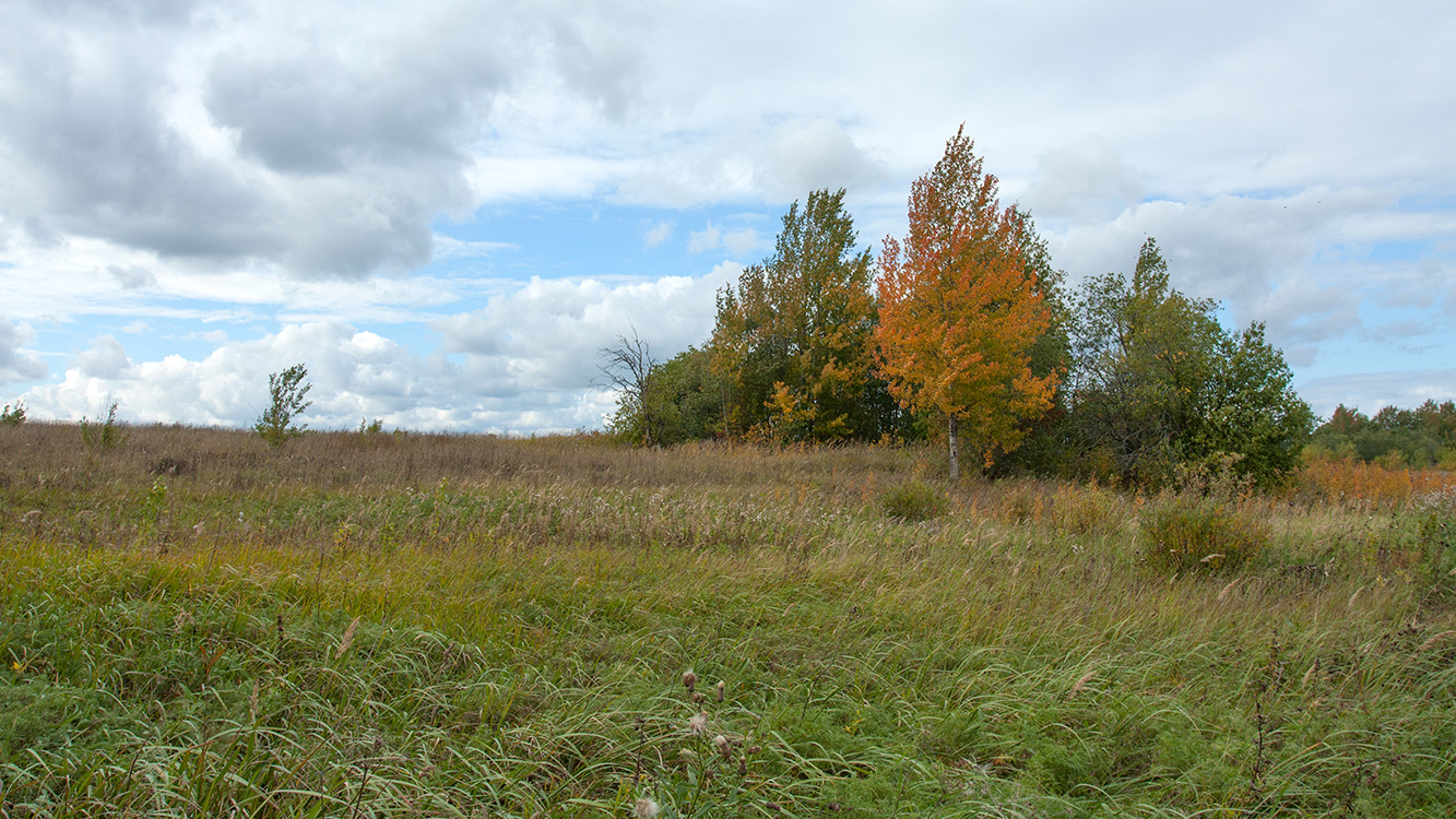 Окрестности Глядино, image of landscape/habitat.