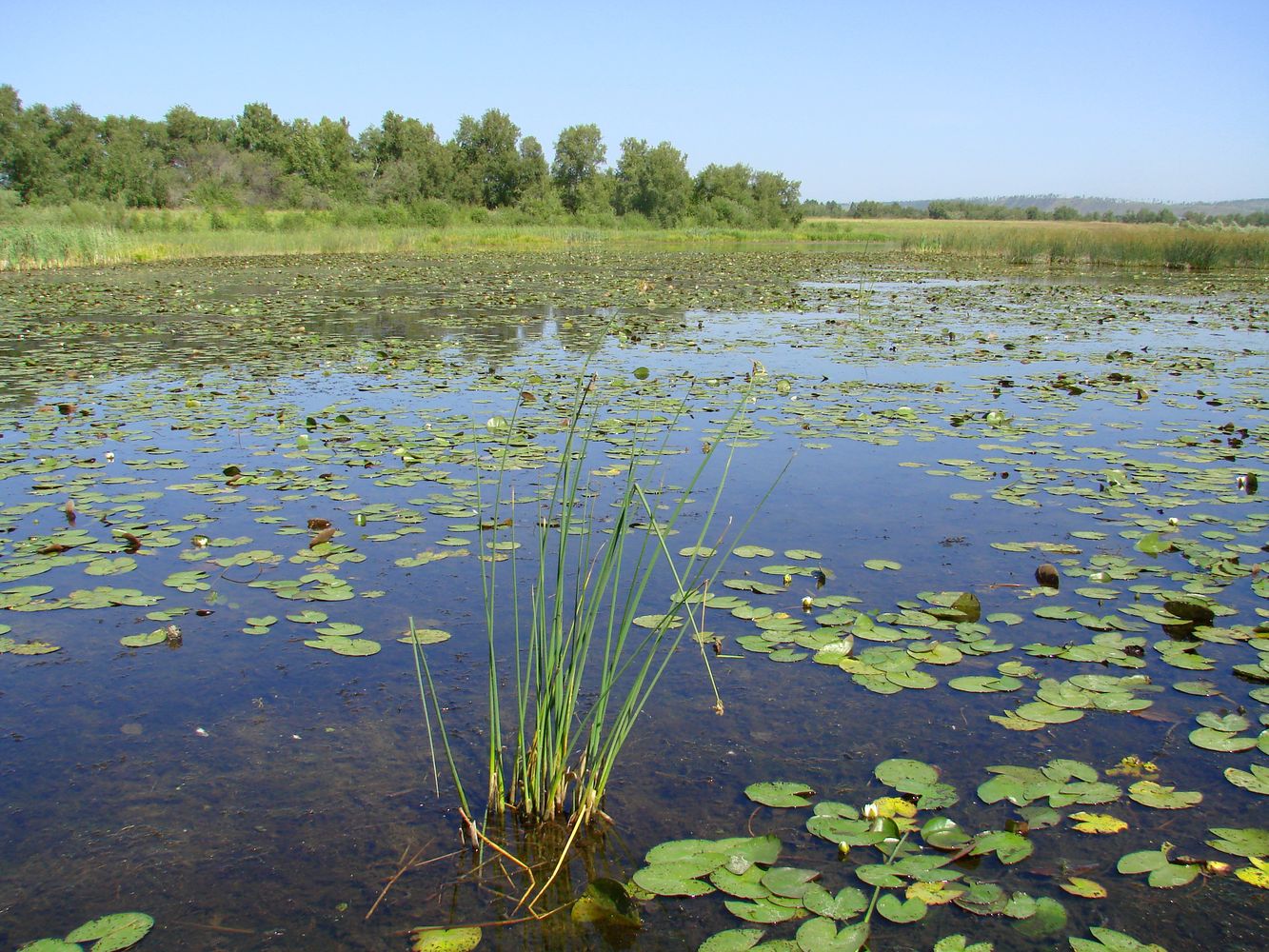 Биликтуй, image of landscape/habitat.