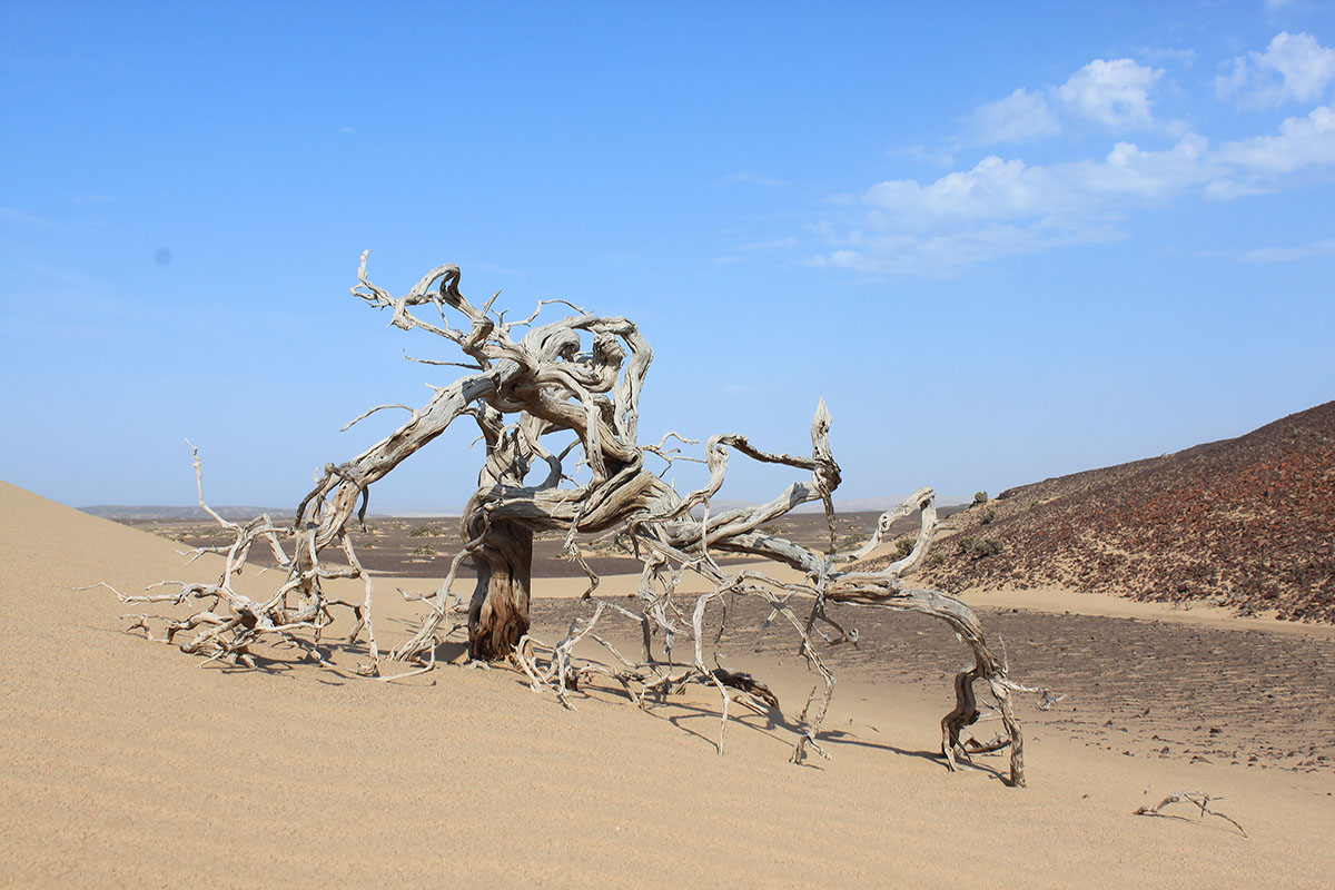 Берег скелетов, изображение ландшафта.