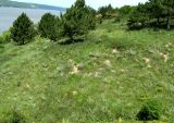 Image of landscape