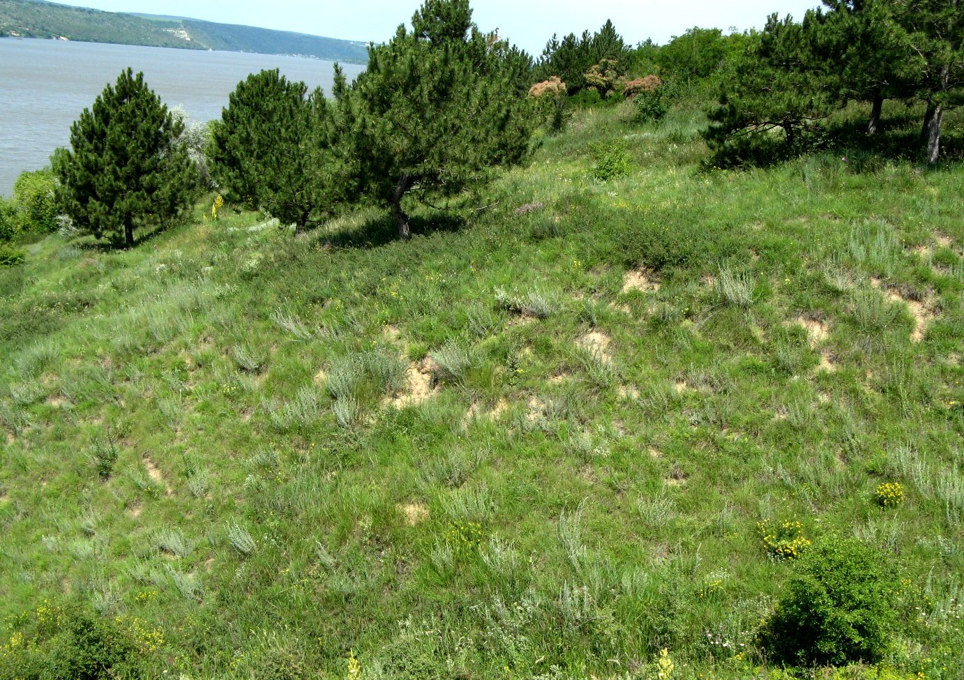 Ягорлык, image of landscape/habitat.