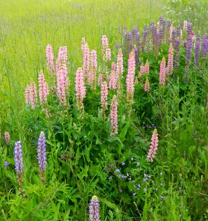 Звенигородский край, image of landscape/habitat.