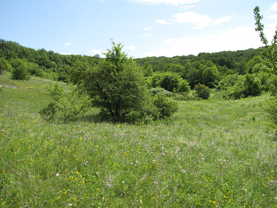 Дубенский лог, image of landscape/habitat.