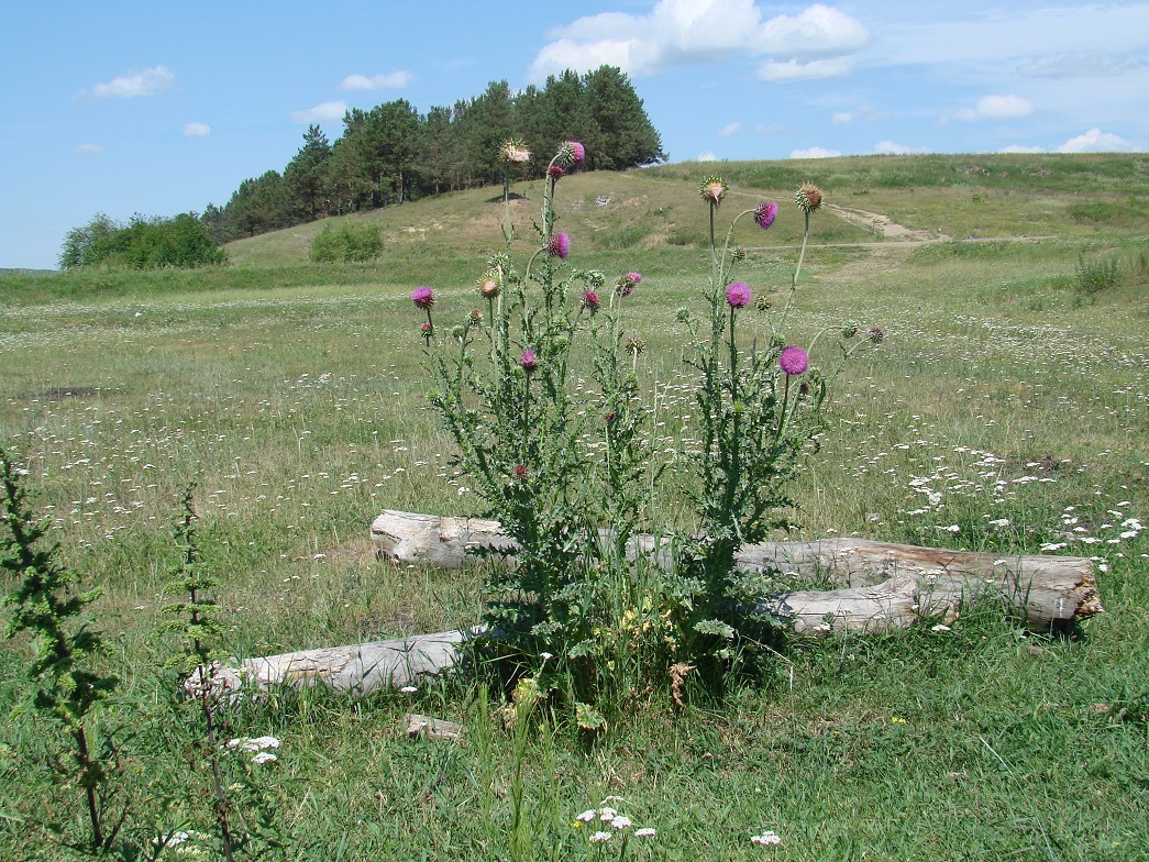 Ширяева, image of landscape/habitat.