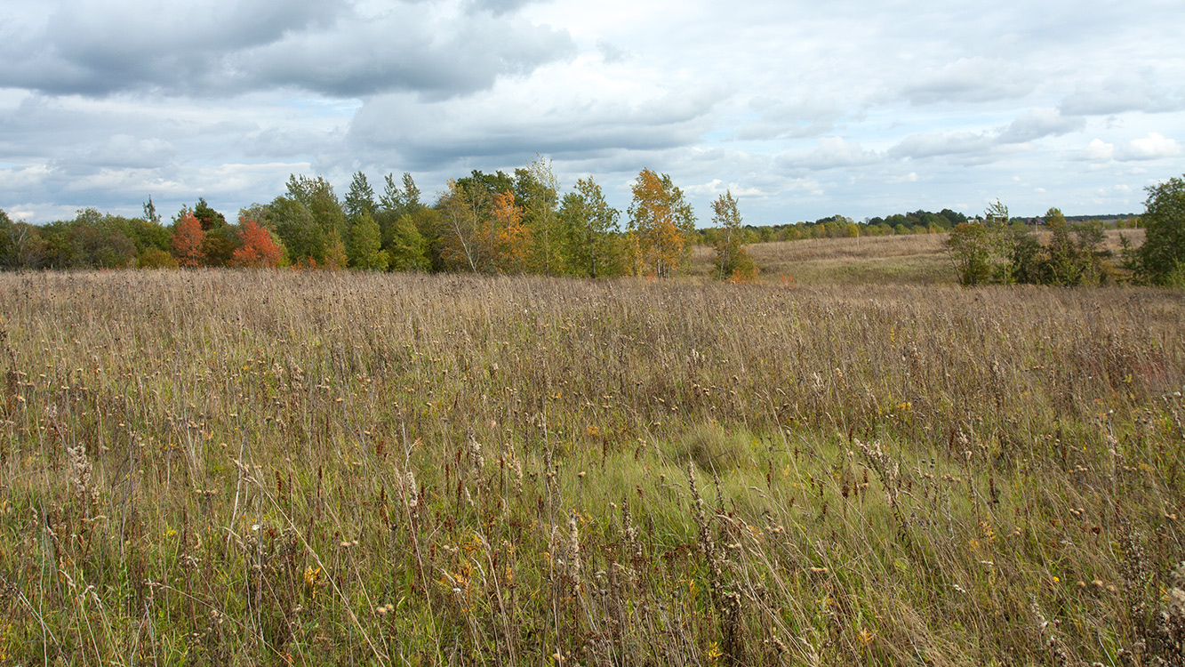 Окрестности Глядино, image of landscape/habitat.