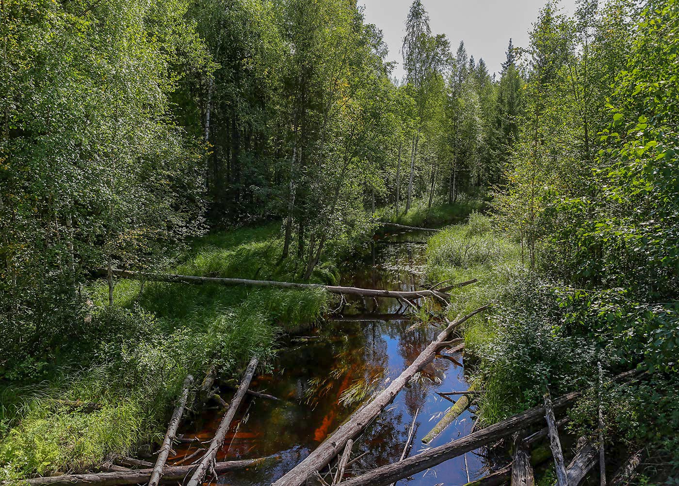 Окрестности посёлка Тупрунка, image of landscape/habitat.