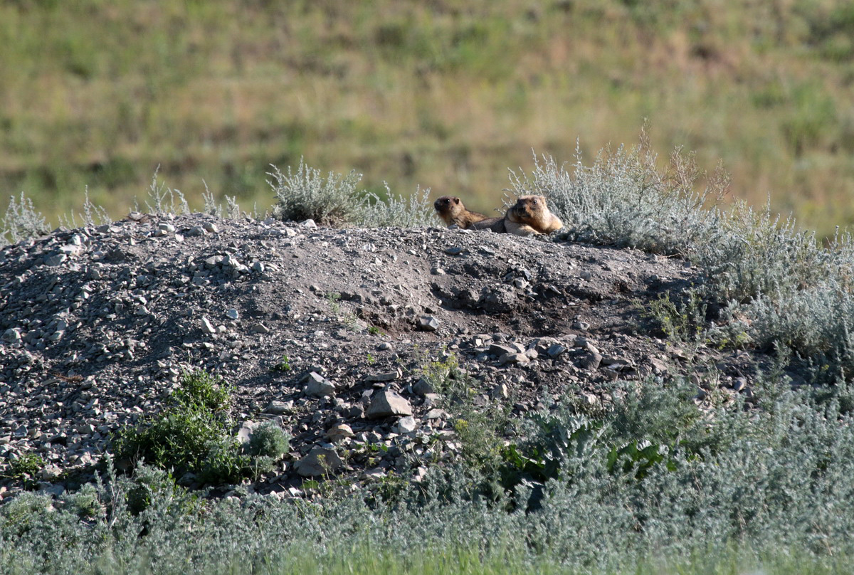 Белогорское, image of landscape/habitat.