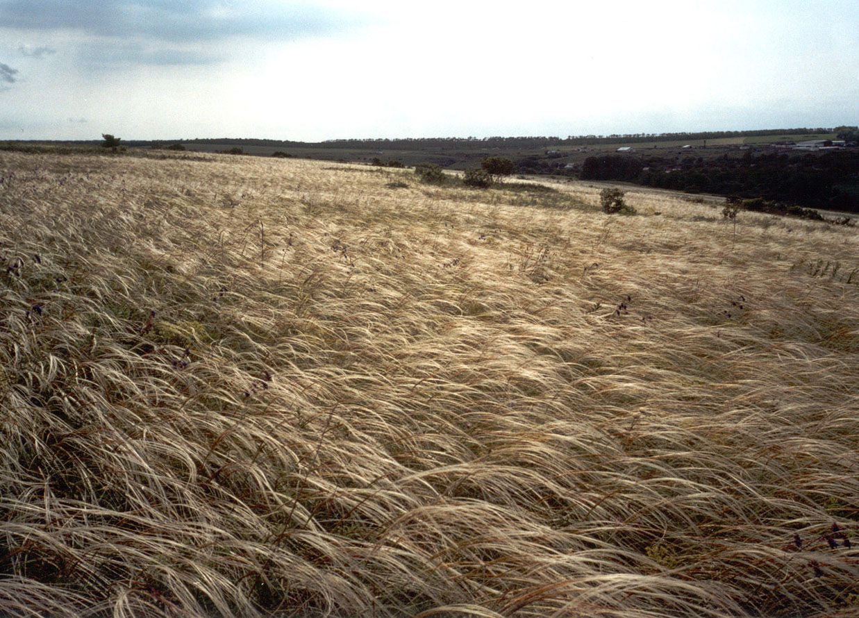 Хомутовская степь, image of landscape/habitat.