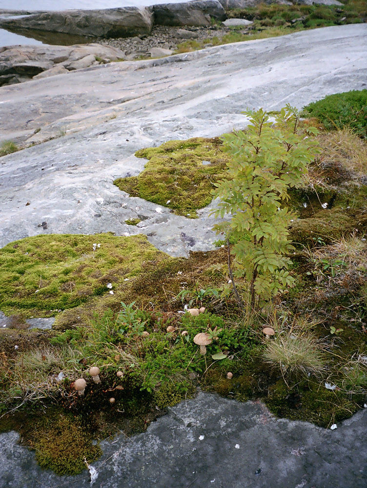 Губа Грязная, image of landscape/habitat.