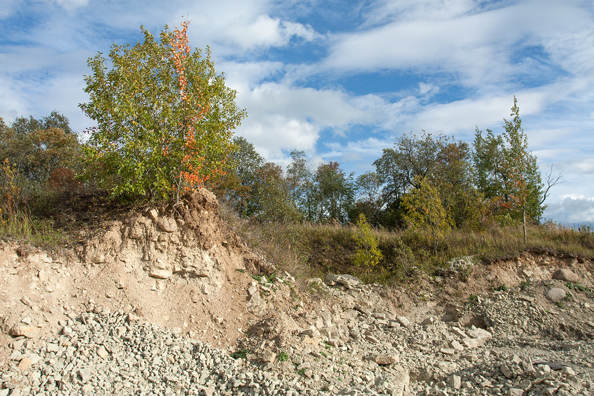 Окрестности Глядино, image of landscape/habitat.