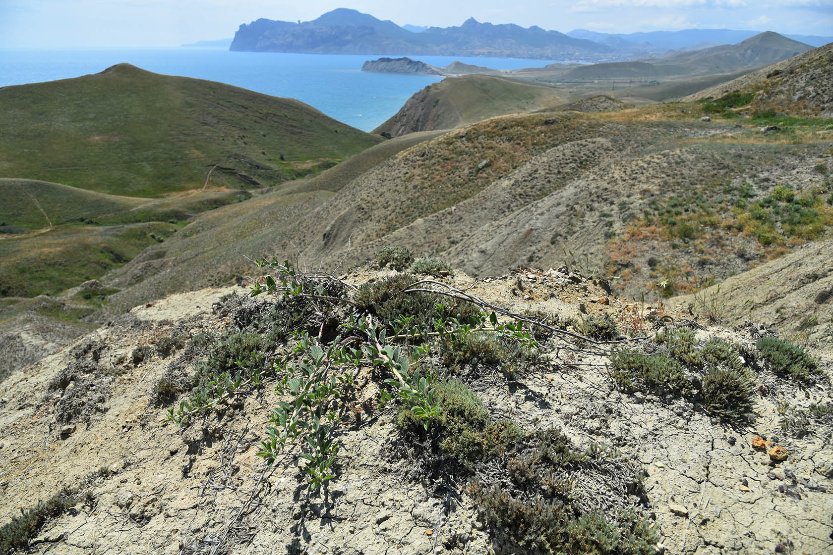 Енишарские горы, image of landscape/habitat.