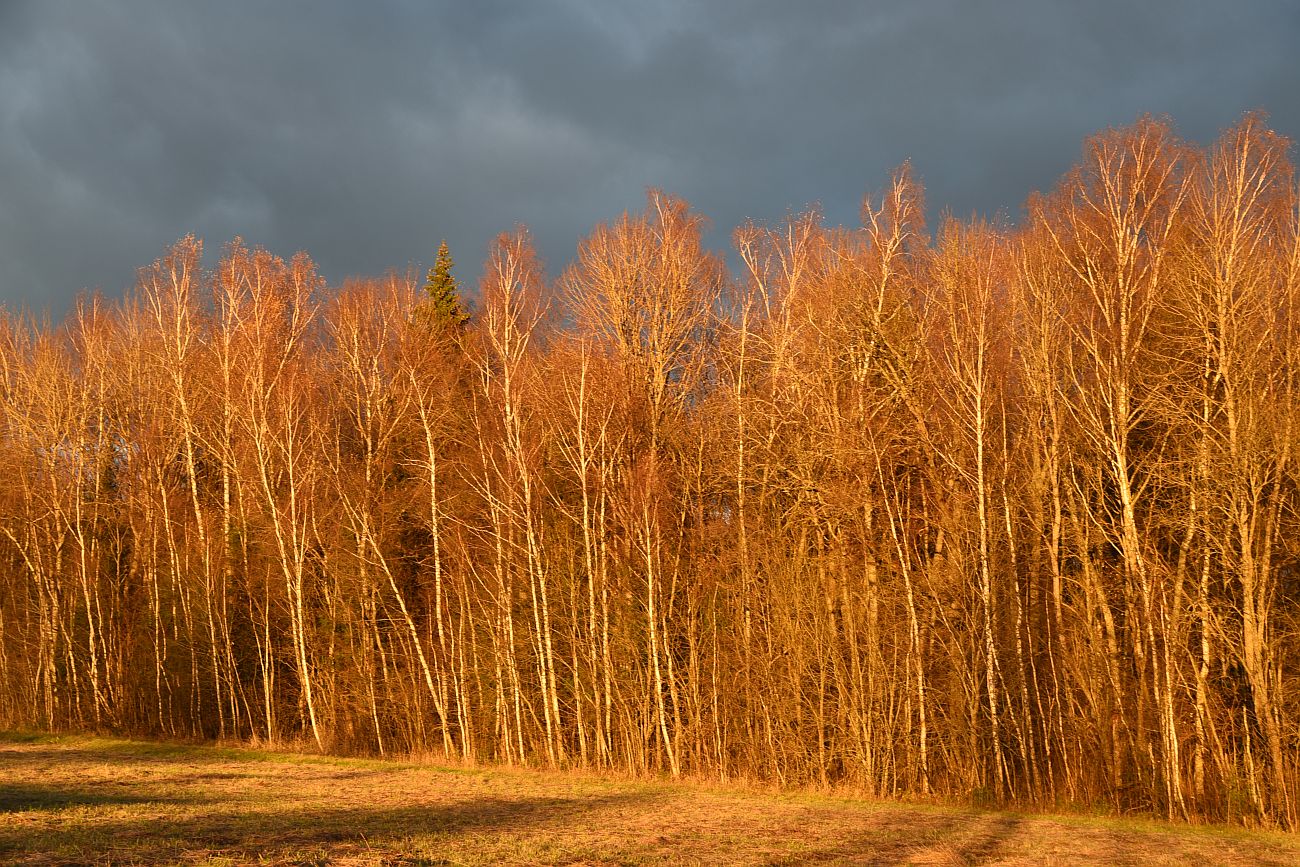 Окрестности деревни Чёлохово, image of landscape/habitat.