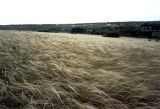 Хомутовская степь, image of landscape/habitat.