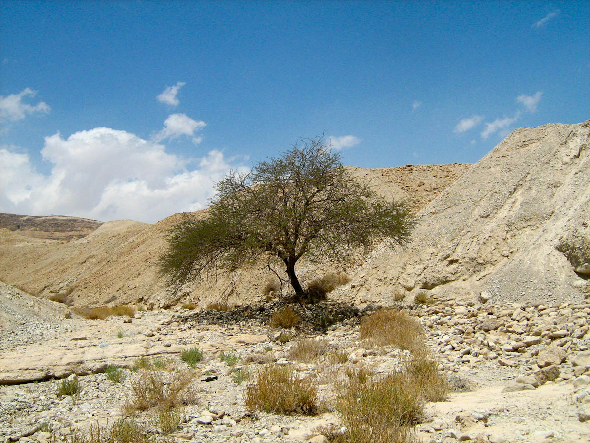 Мёртвое море, image of landscape/habitat.