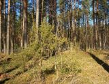 Электрогорск и его окрестности, изображение ландшафта.