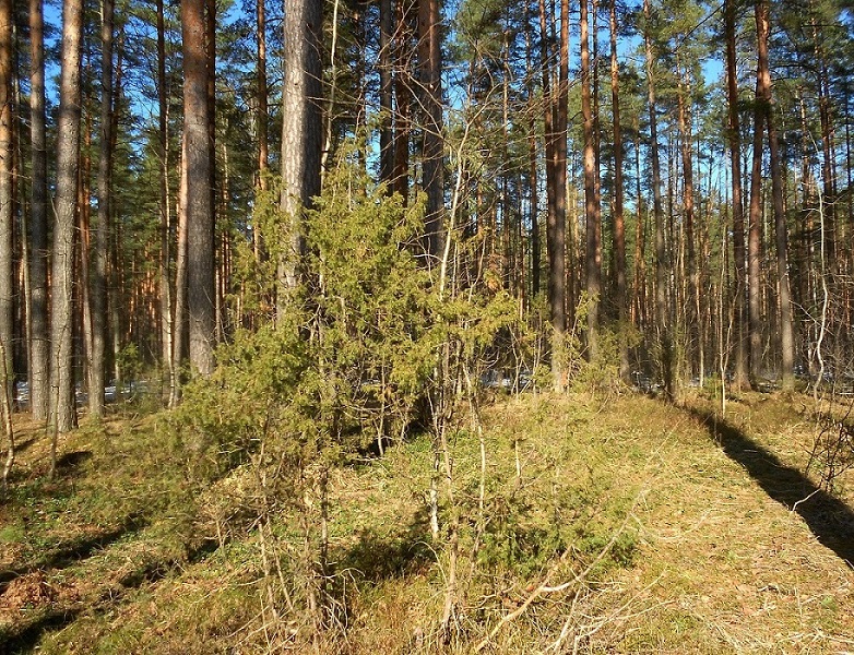 Электрогорск и его окрестности, image of landscape/habitat.