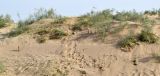 Пески Каттакум, image of landscape/habitat.