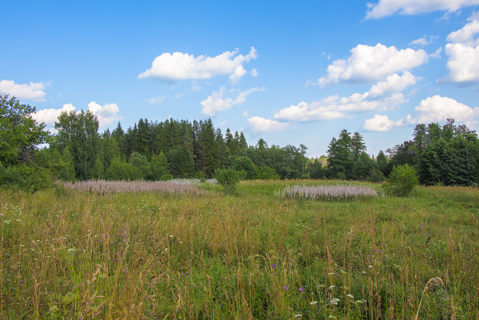 Чистое и окрестности, image of landscape/habitat.