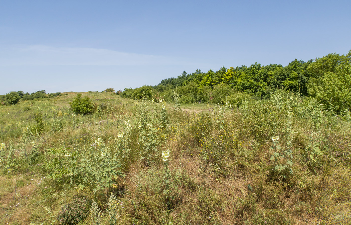 Крымск, окрестности, image of landscape/habitat.