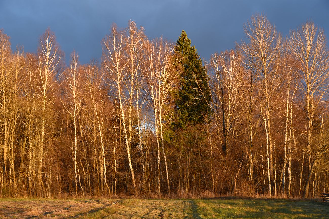 Окрестности деревни Чёлохово, image of landscape/habitat.