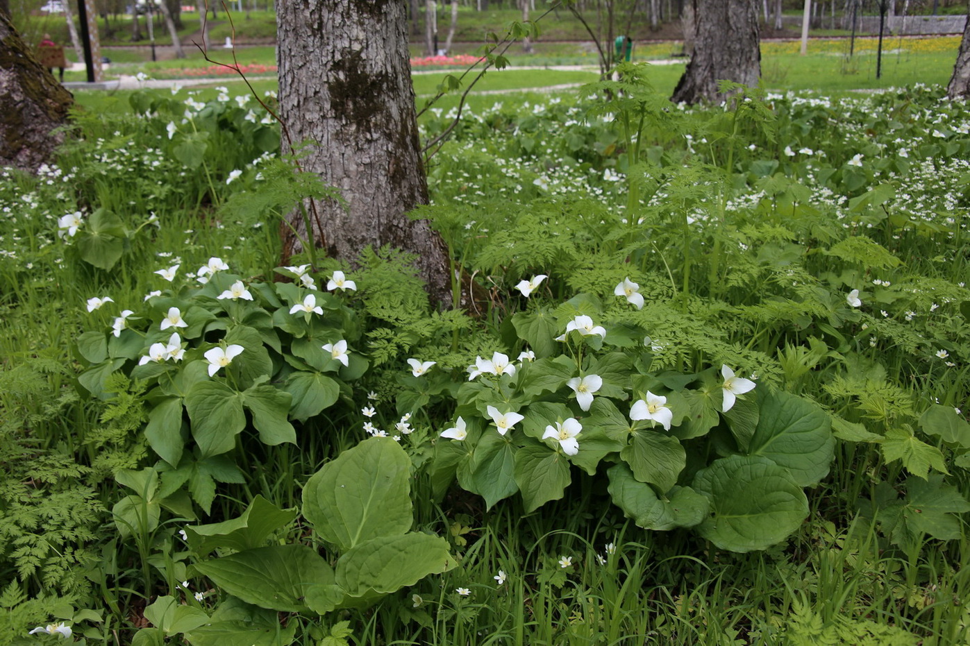 Южно-Сахалинск, image of landscape/habitat.