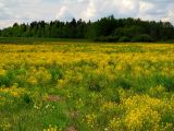 Нёвда, image of landscape/habitat.