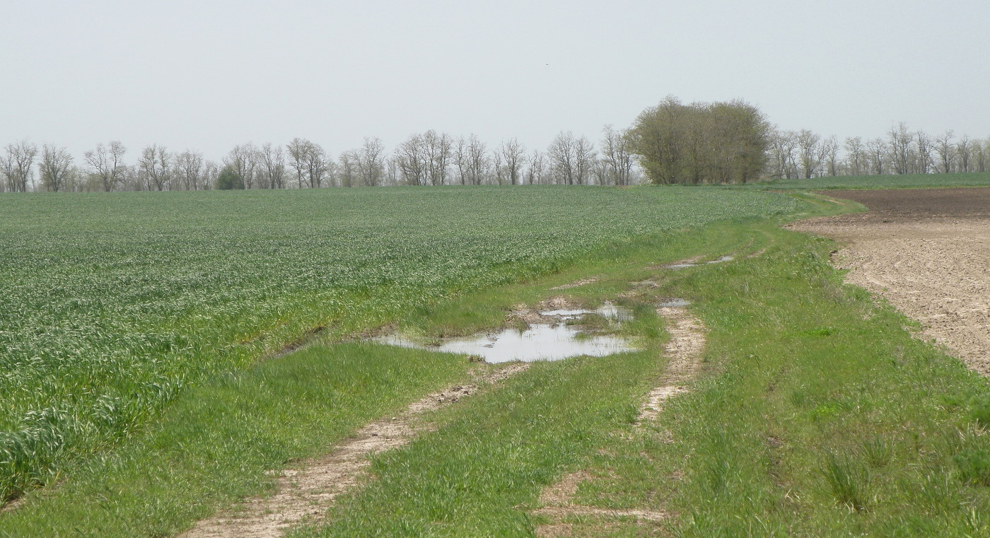 Урочище Лиман Дончанский, image of landscape/habitat.