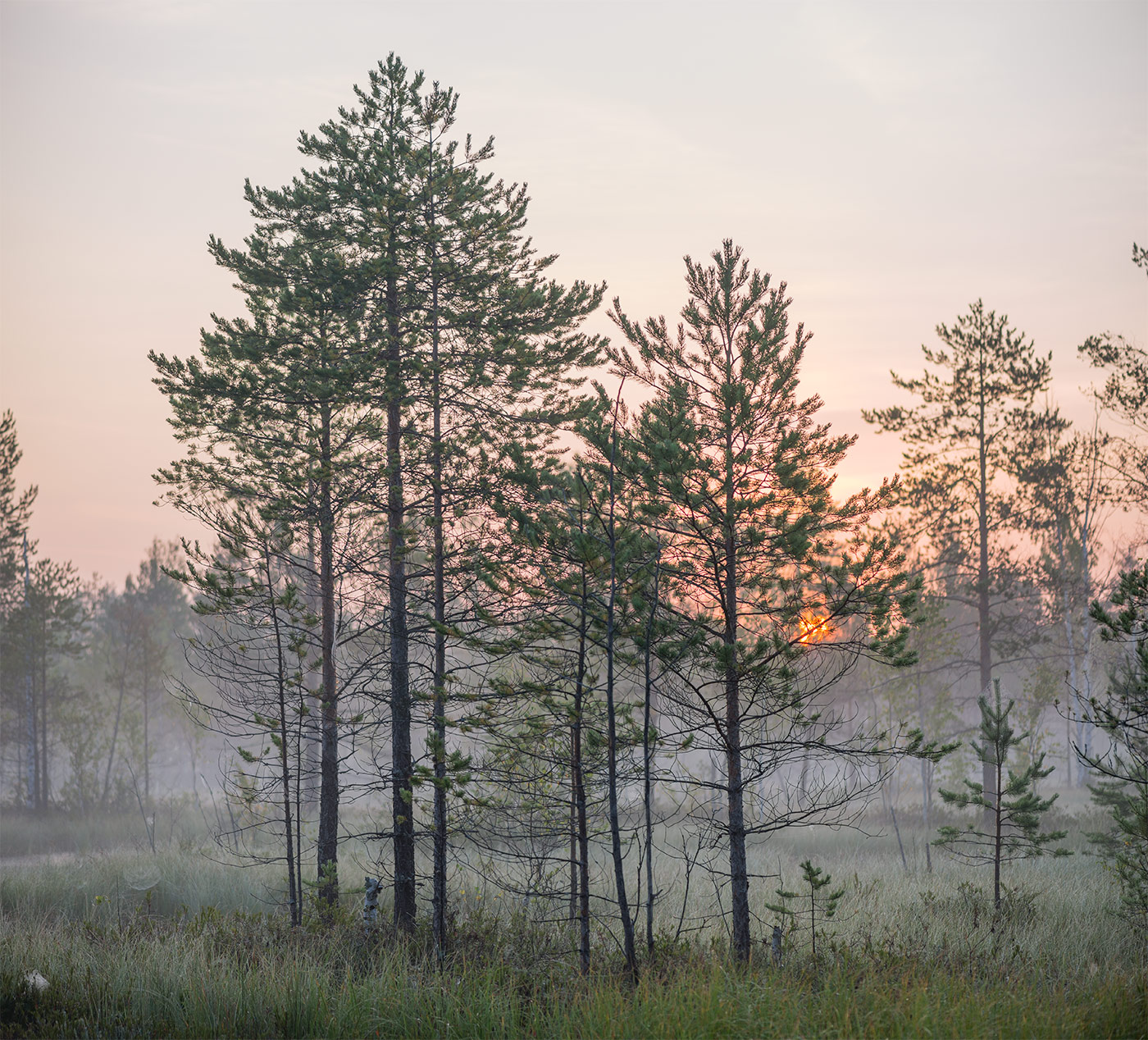 Большое Каринское Болото, image of landscape/habitat.