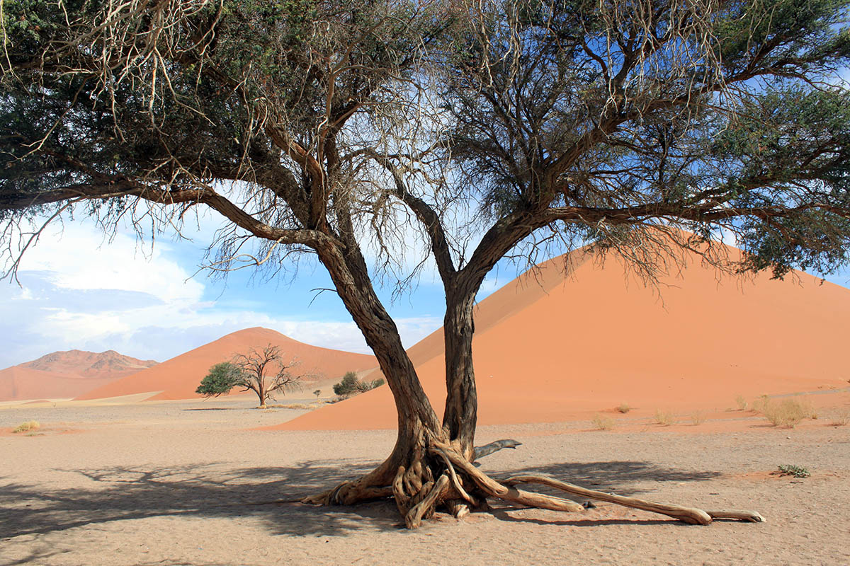 Намиб, image of landscape/habitat.